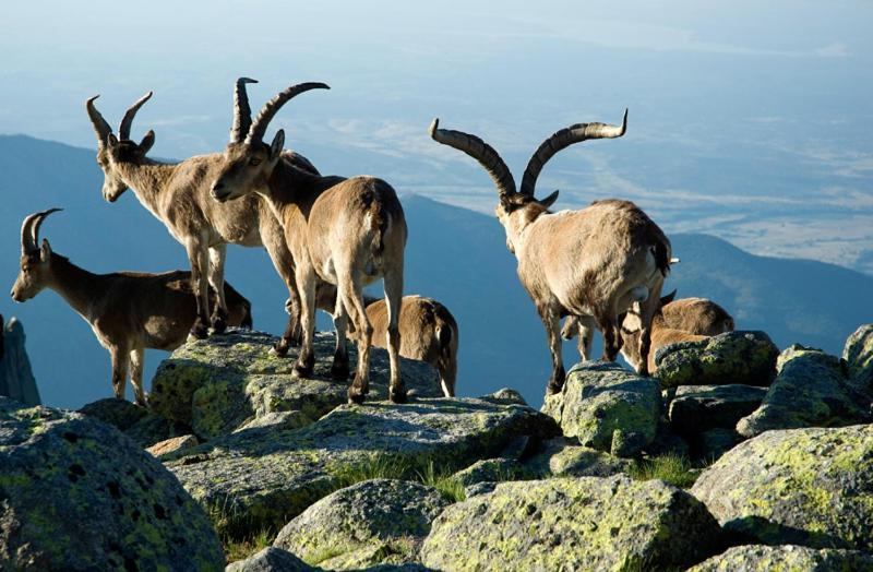 Ruralrut-El Tiemblo Wifi, Cabina De Hidromasaje, Aire Acondicionado Y A Pocos Metros De Zonas De Bano Naturales เอลเตียมโบล ภายนอก รูปภาพ